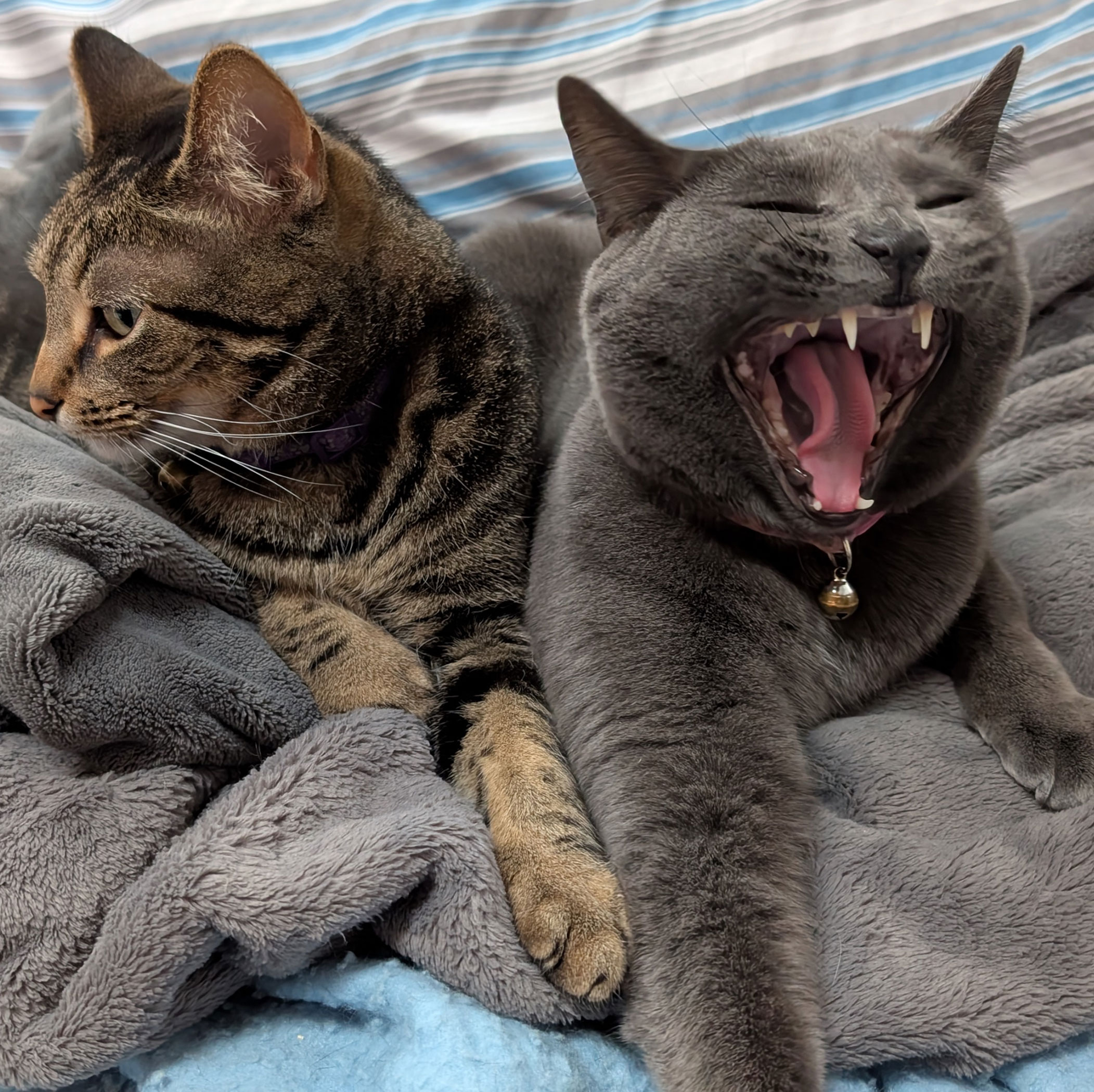 Geoff's cat Ethel yawning